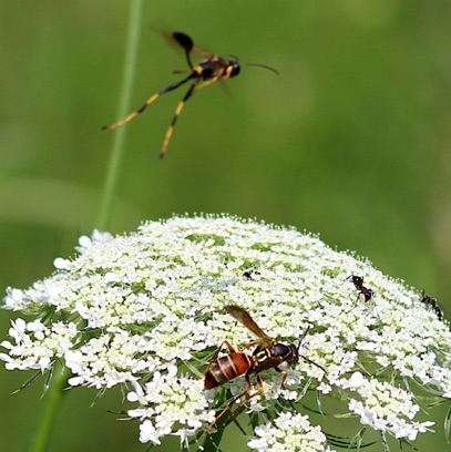 Black and Yellow Mud Dauber
attacks Northern Paper Wasp
Sceliphron caementarium Black and Yellow Mud Dauber
attacks Northern Paper Wasp
Sceliphron caementarium